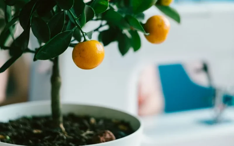 Close-up of a kumquat tree with fresh fruits growing indoors in a pot.