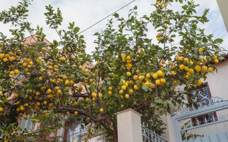 A lush lemon tree laden with ripe lemons in a residential backyard setting.