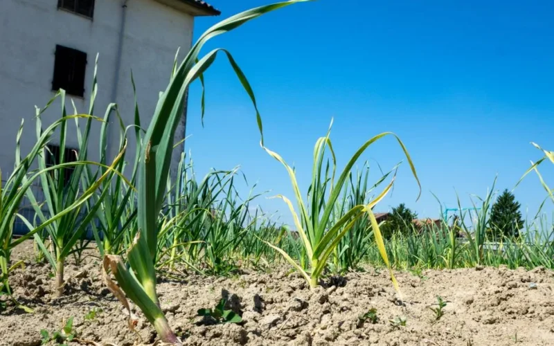 Vibrant garlic plants growing under a clear sky in Castellazzo Bormida, Italy.