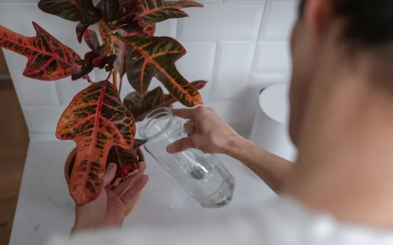 Close-up of hands watering a Caladium plant in a modern kitchen setting.