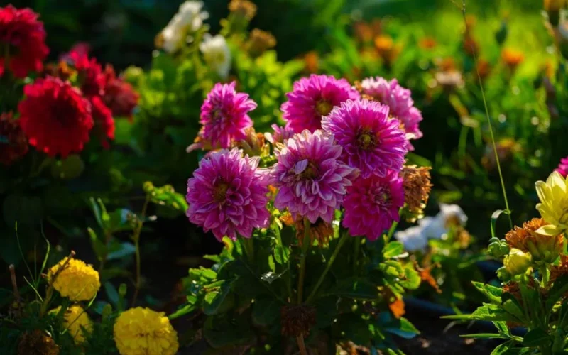 A lively display of colorful dahlias in a sunlit garden, showcasing vibrant summer blooms.