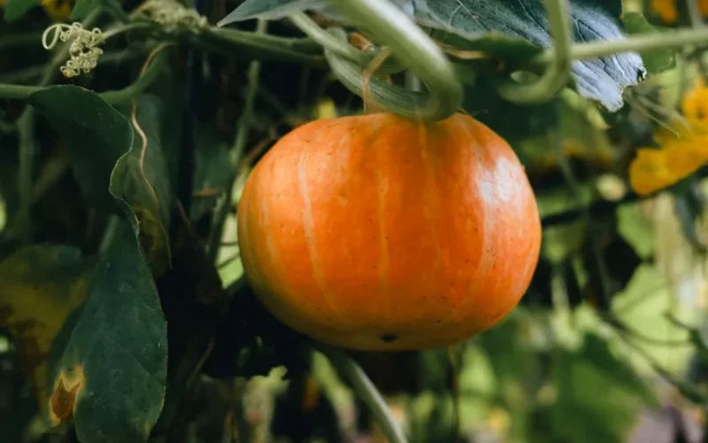 Close-up of a vibrant orange pumpkin growing in a lush garden setting.