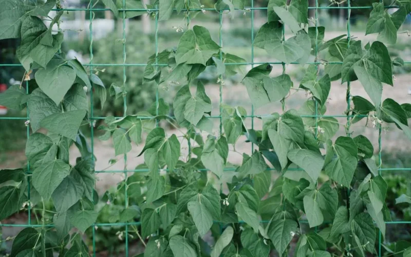 Lush green bean plants climb a sturdy garden trellis in an outdoor setting.