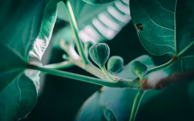 Detailed view of fig leaves and buds showcasing lush green foliage with dramatic lighting.