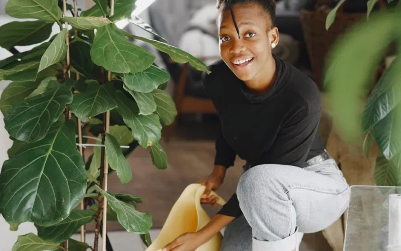 Smiling young woman watering her indoor fiddle leaf fig plant in a cozy home setting.