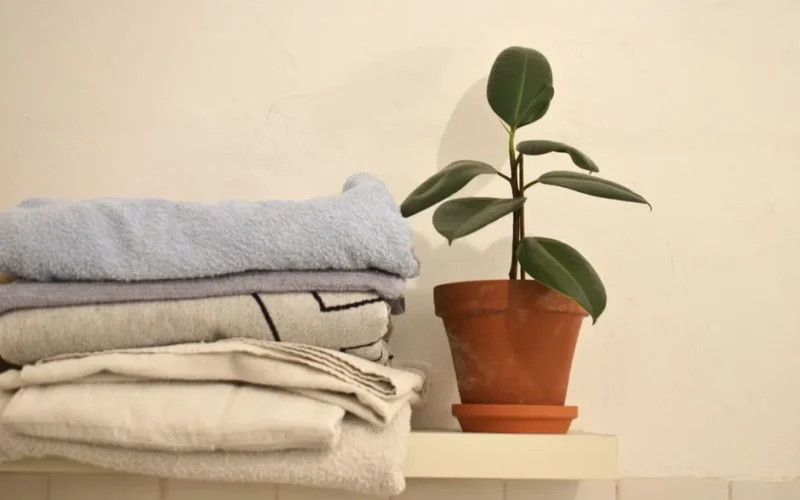 Ficus with verdant leaves in pot composed with stack of soft towels prepared after bathing