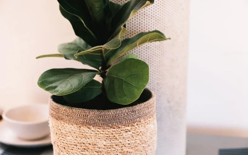 Ficus plant with green leaves growing in flowerpot near pillar placed on table near mug in light room at home