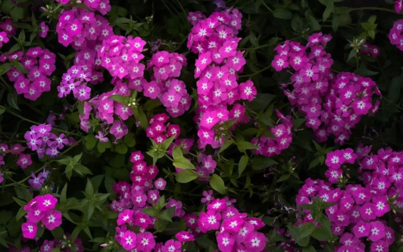 Lush pink phlox flowers in full bloom in a Gurugram garden, showcasing nature's beauty.