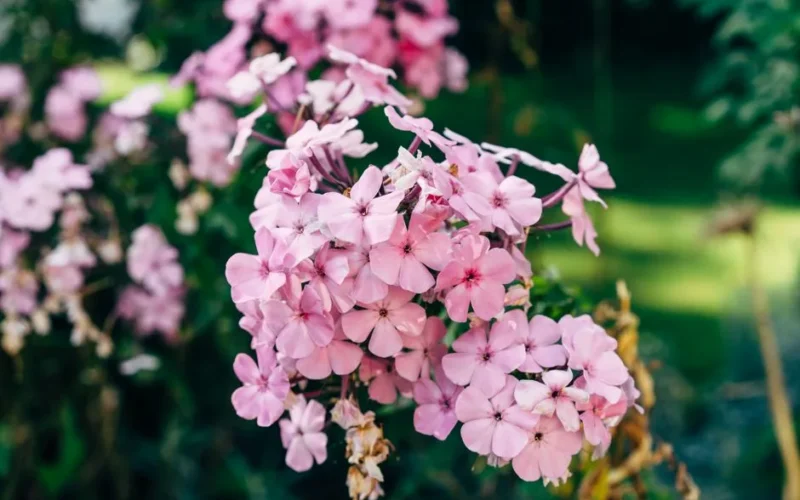 Close-up of pink phlox flowers flourishing in a lush garden setting during summer.