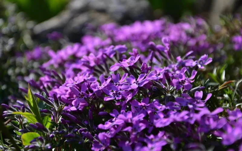 plamenka phlox, wiosna, ogród skalny, ogród botaniczny, natura, purpurowy