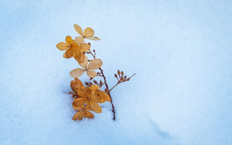 Brown dried flowers emerging from fresh white snow, illustrating contrast in winter nature.