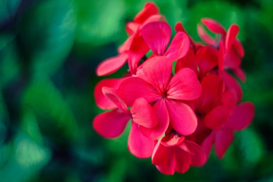 Jak wybrać nawóz do pelargonii na balkonie? 5 sekretów bujnego kwitnienia