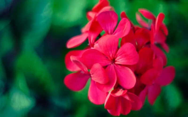 Pelargonie na balkonie: 10 sekretów bujnego kwitnienia przez całe lato