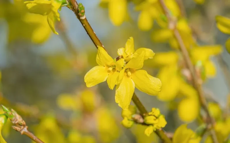 Bright yellow forsythia flowers in full bloom on a sunny spring day.