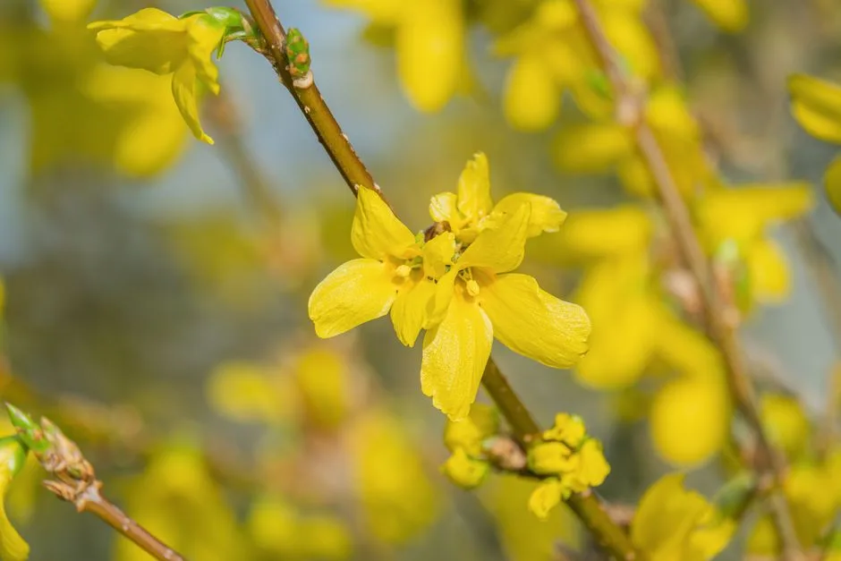 Forsycja Choroby: 5 Najczęstszych Problemów i Skuteczne Leczenie