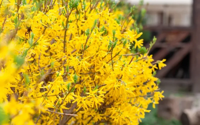 Colorful bush with yellow flowers and twigs with green leaves growing in rural area on blurred background on summer day