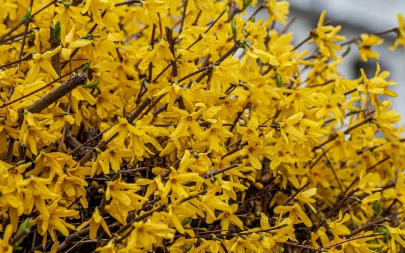 Bright yellow forsythia flowers in full bloom, capturing the essence of spring.