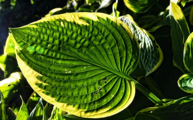 hosta, lilie babki, listowie, rośliny, odchodzi, bylina, natura