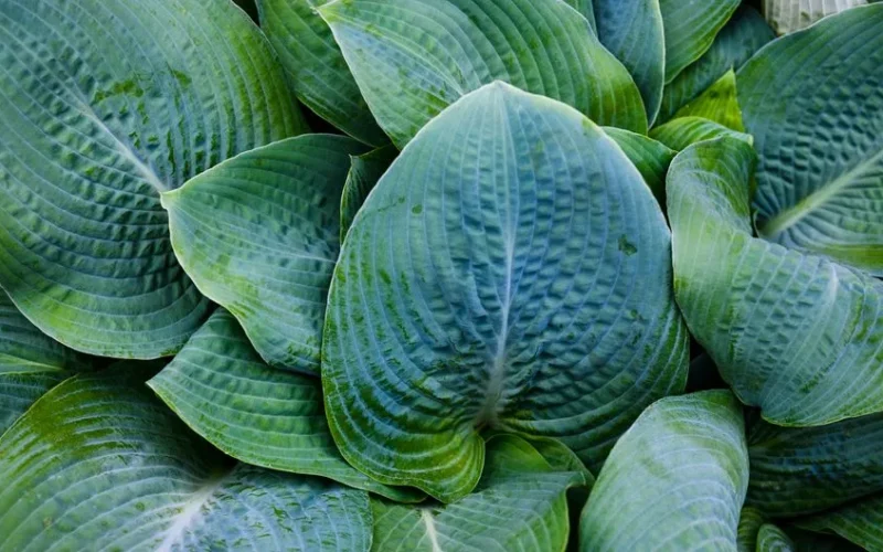 Close-up view of lush green hosta leaves showcasing vibrant textures and patterns.