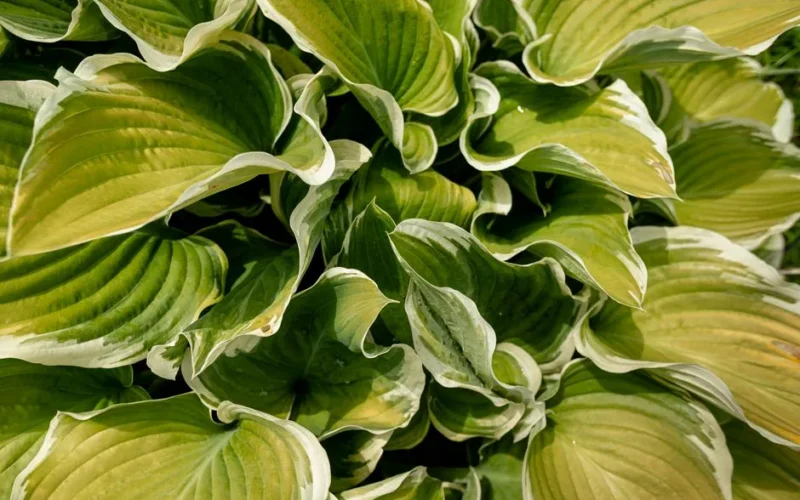 Detailed close-up of vibrant green hosta plant leaves with white edges.