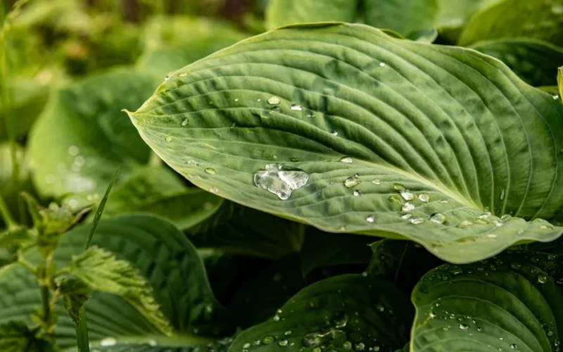 Close-up of dew droplets resting on a lush green hosta leaf, symbolizing freshness and purity.