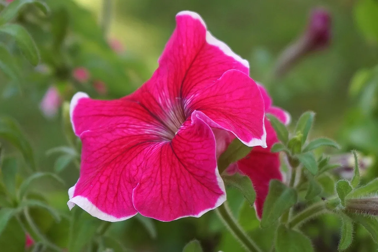surfinia, roślina ozdobna, puchar, kwiat dzwonka, czerwony kwiat, lejkowate kwiaty, asteraceae, bylina, płatki śniadaniowe, petunia, flora, ogród, natura, dekoracyjny, zbliżenie, okrytozalążkowe, petunie ogrodowe, rośliny balkonowe, poza, ścieśniać, kompozyty, solanaceae, coroczny, ナス 科