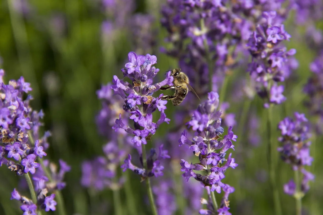 lavender, bee, natura, summer, garden, piękno, makro