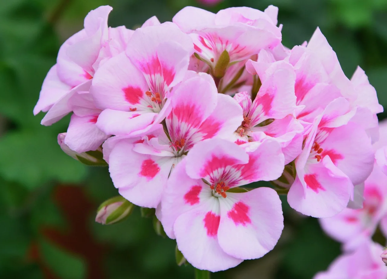 Cięcie pelargonii na 2026 rok - 3 terminy na lawinę kwiatów