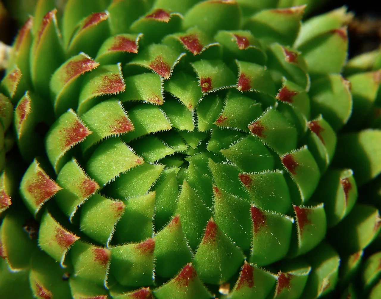 roślina grubolistna, sedum, tłusta roślina, soczysty, natura, rojnik, makro, sempervivum