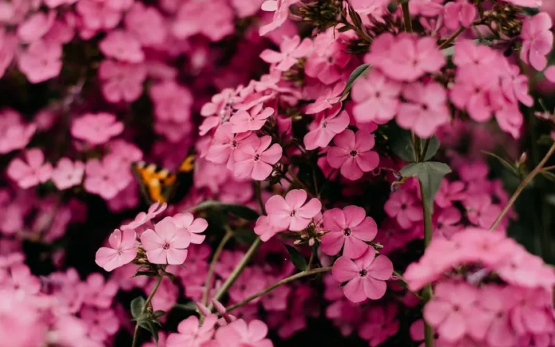 Close-up view of vibrant pink Phlox flowers in full bloom, showcasing their delicate petals and lush growth.