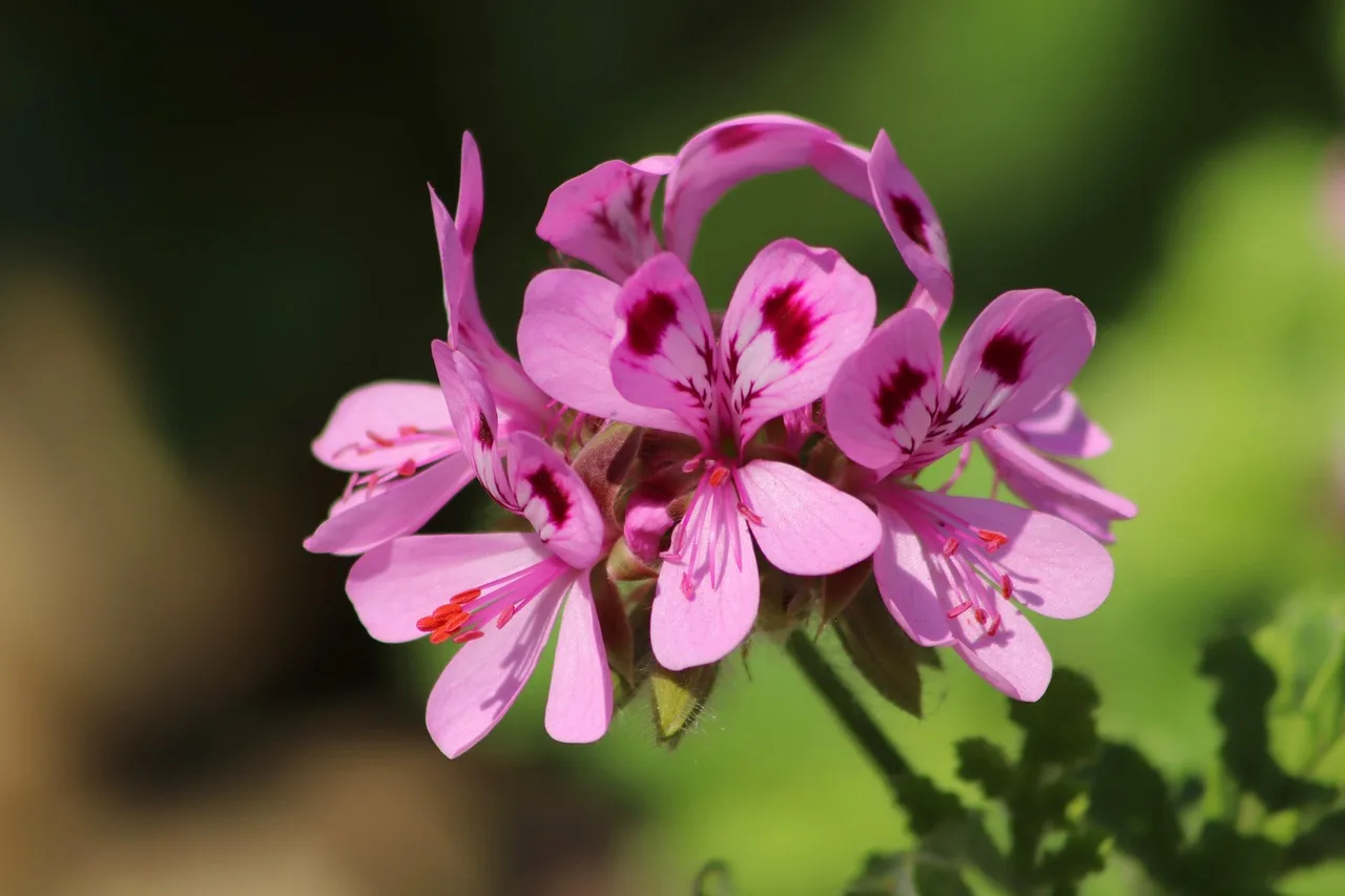geranium różany, pelargonia, kwiat, płatki, różowy, storchschnabelgewächs, roślina ozdobna, flora, pelargonia, pelargonia, pelargonia, pelargonia, pelargonia