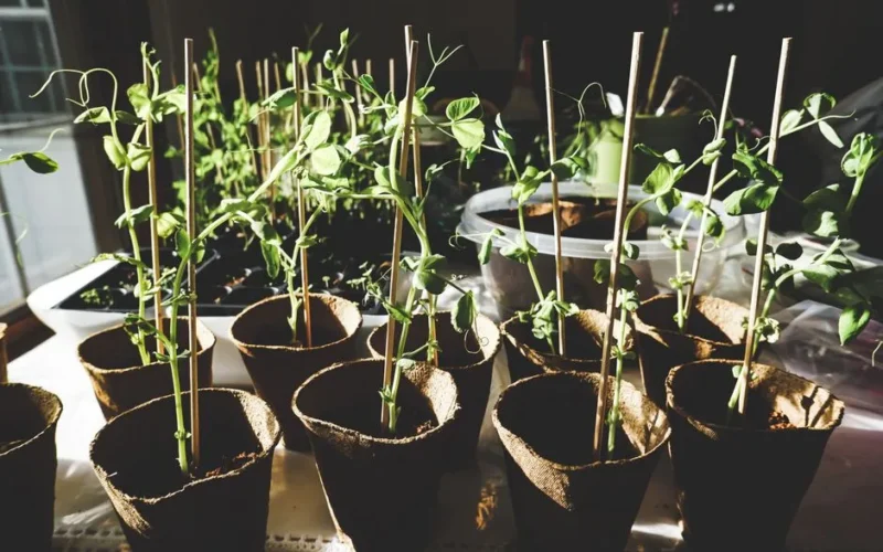 Sunlit pea plants growing indoors in organic pots, showcasing vibrant green foliage.