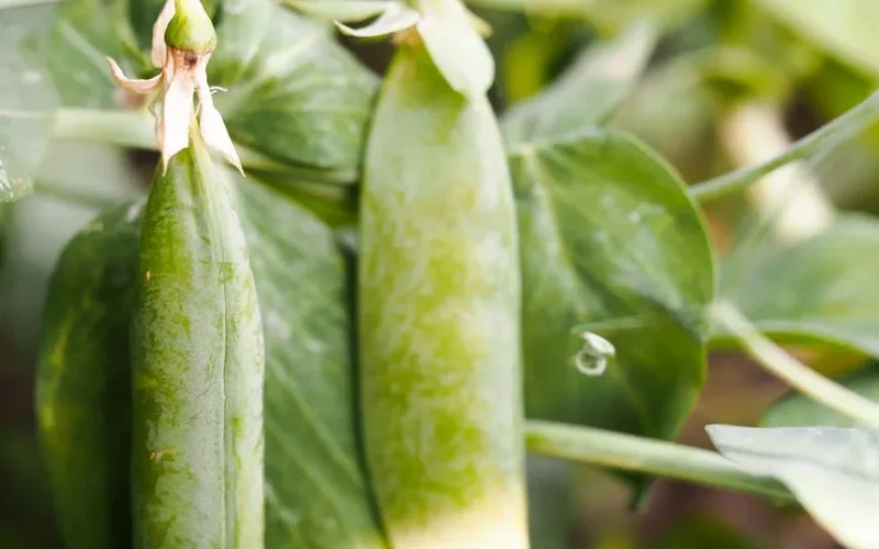 A detailed view of snap peas growing in a garden, showcasing fresh and healthy produce.