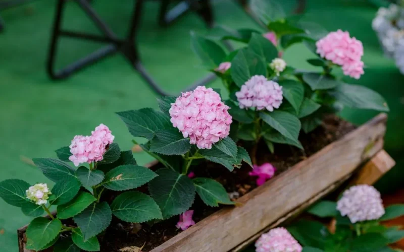 Close-up of blooming pink hydrangeas in a rustic wooden planter, showcasing vibrant garden life.