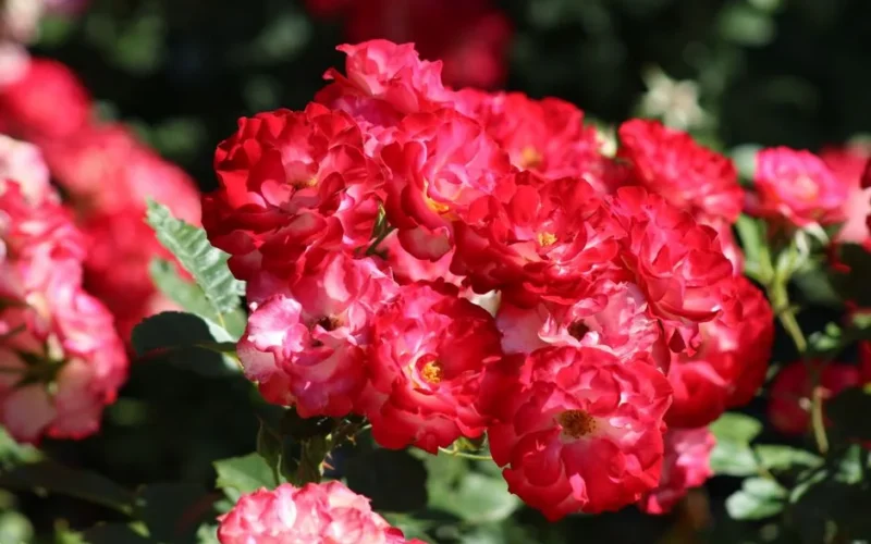 Close-up of vibrant red roses in full bloom in Montreal's summer sunshine, showcasing nature's beauty.
