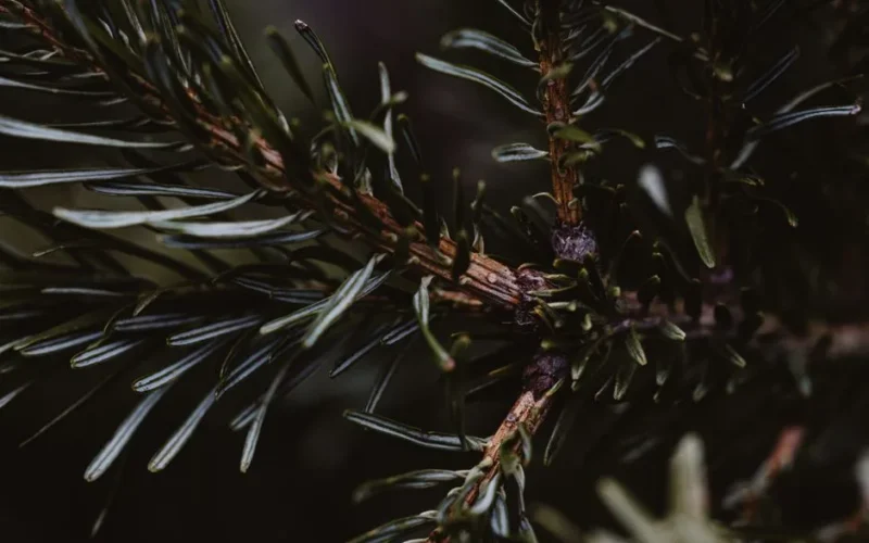 Detailed view of an evergreen branch showcasing dark green needles in winter.
