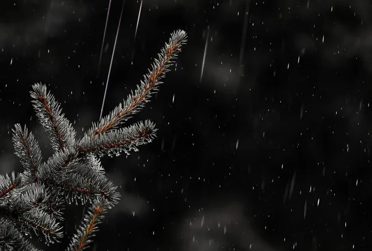 Close-up of a snowy spruce branch against a dark, wintry night sky with falling snow.