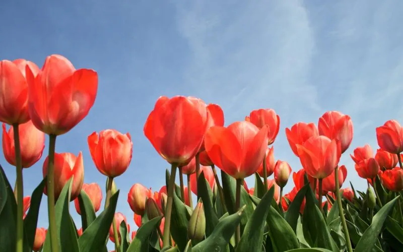 Tulipany nawożenie – Kompletny Poradnik, by Kwitły Obficie i Długo