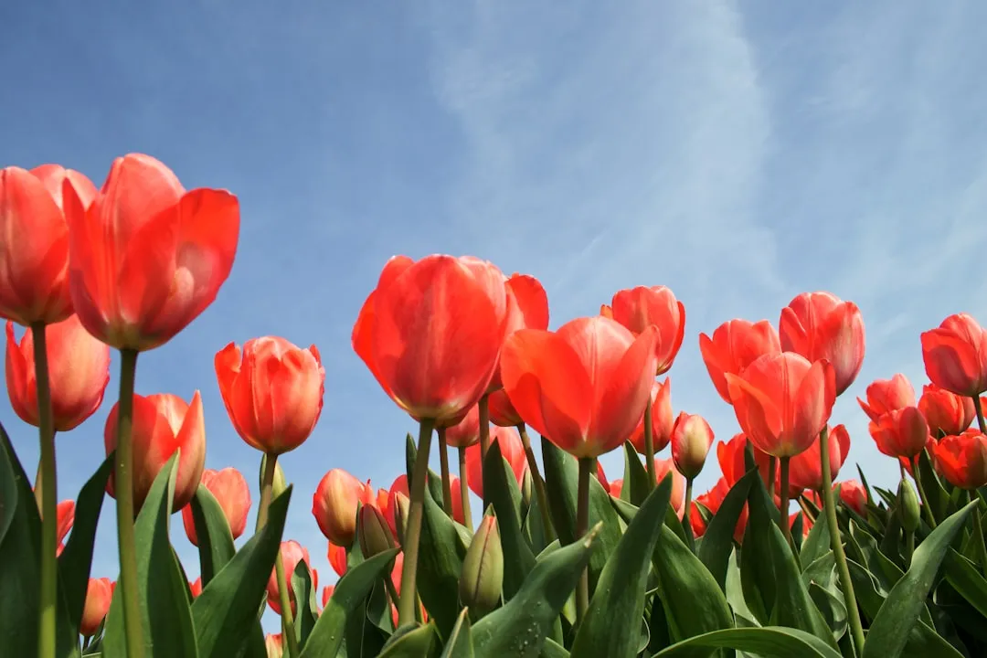 Tulipany nawożenie – Kompletny Poradnik, by Kwitły Obficie i Długo