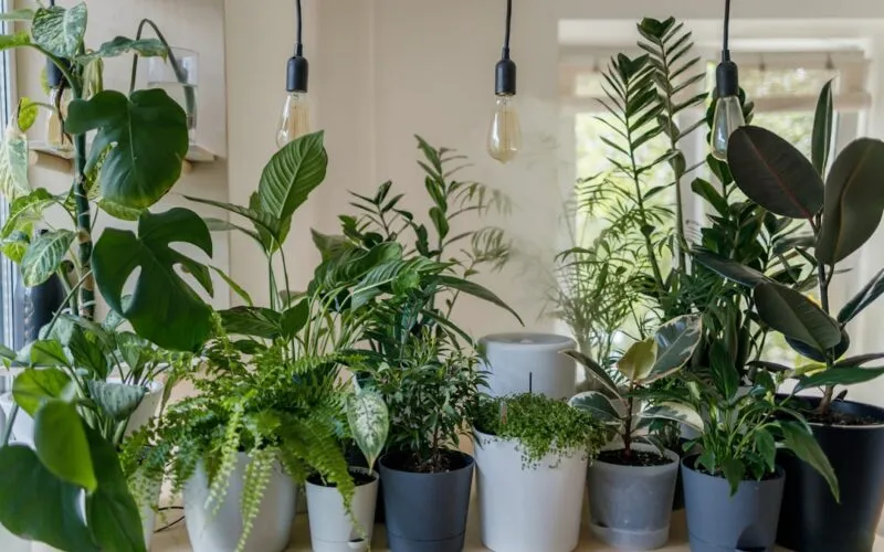 Jakie rośliny doniczkowe poprawiają wilgotność w mieszkaniu? 7 naturalnych nawilżaczy powietrza