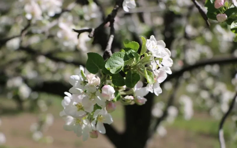 Delicate white apple blossoms in full bloom on a sunny spring day.