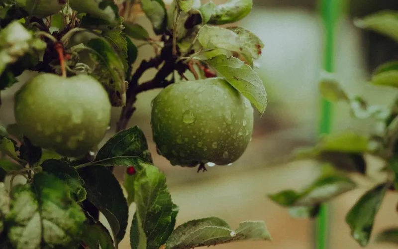 Close-up photo of fresh green apples on a tree with water droplets, showcasing nature's beauty.