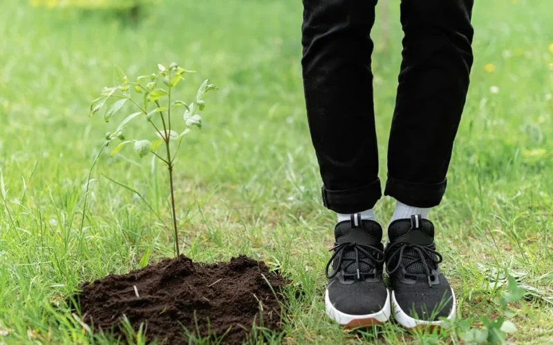 A person in black pants and sneakers plants a sapling in a green grassy field.