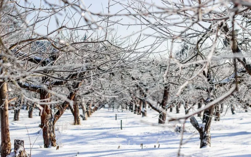 A serene winter orchard with trees glistening in snow and ice.