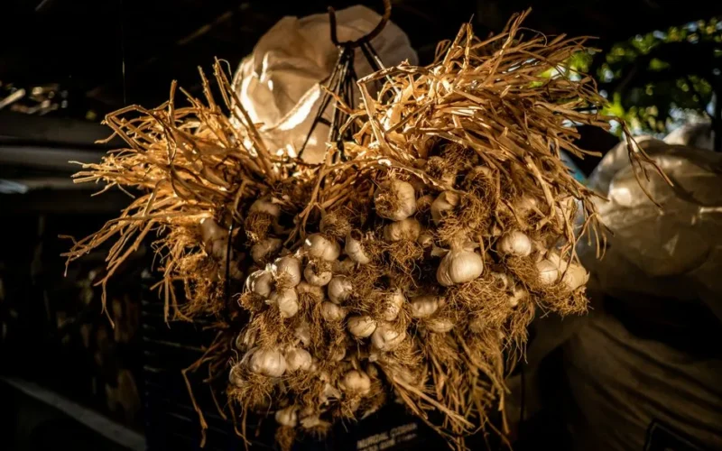 A rustic bunch of garlic hanging in a farm pantry, capturing the essence of rural life.