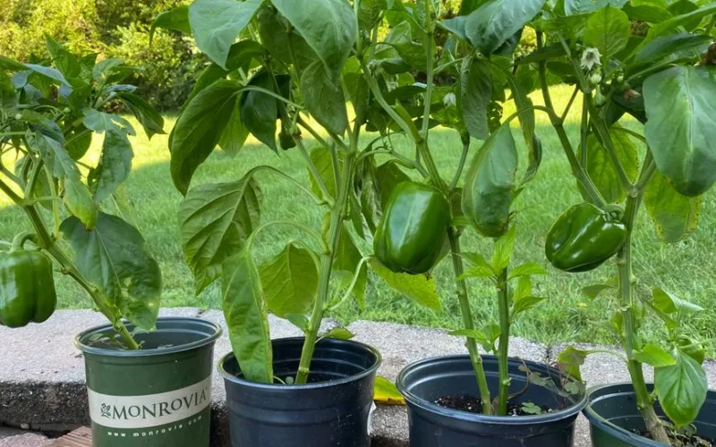 Fresh green bell peppers growing in pots in a garden setting.