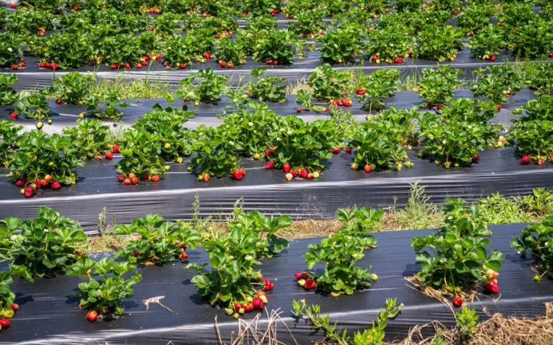 Vibrant strawberry plants growing outdoors in a sunny summer field
