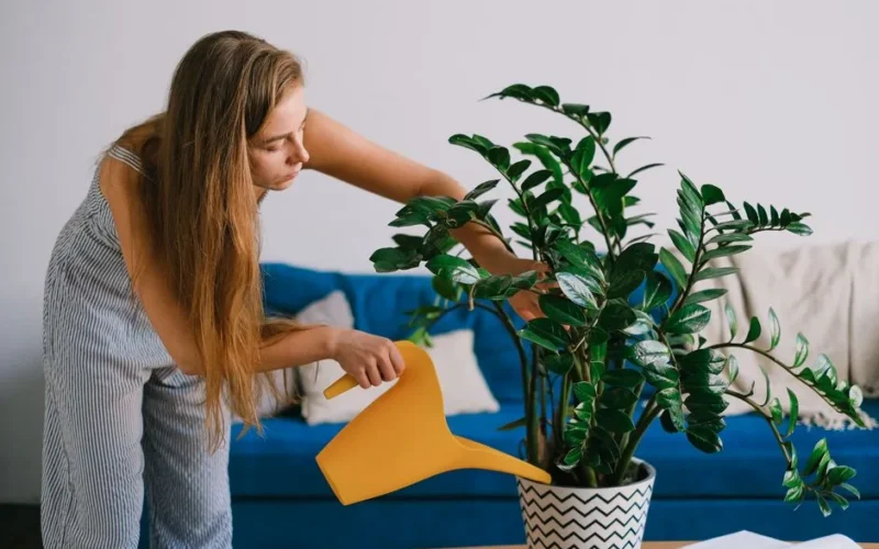 Female using can while caring about plant with green leaves in pot on table in house