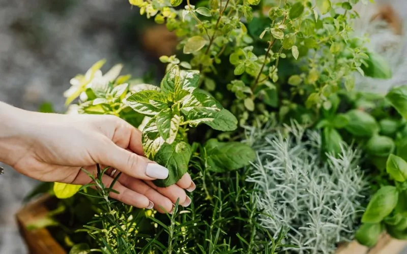 A hand delicately holds fresh herbs including mint and rosemary from a lush garden.