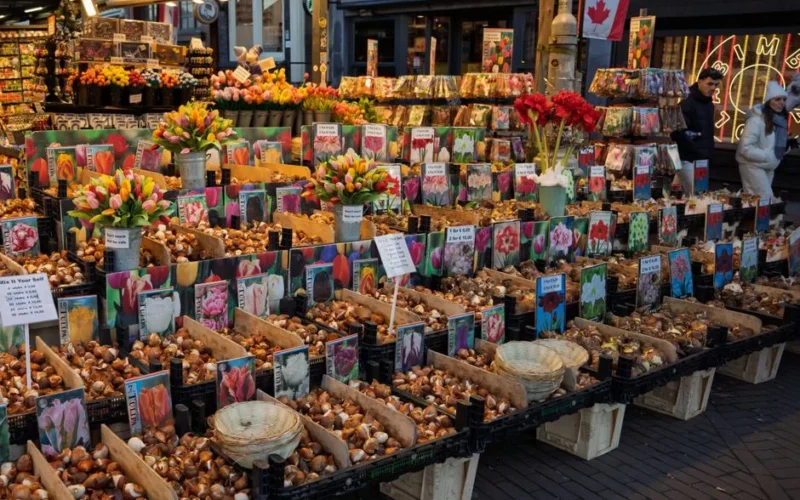 Explore a colorful array of tulip bulbs on display at a bustling Amsterdam market.